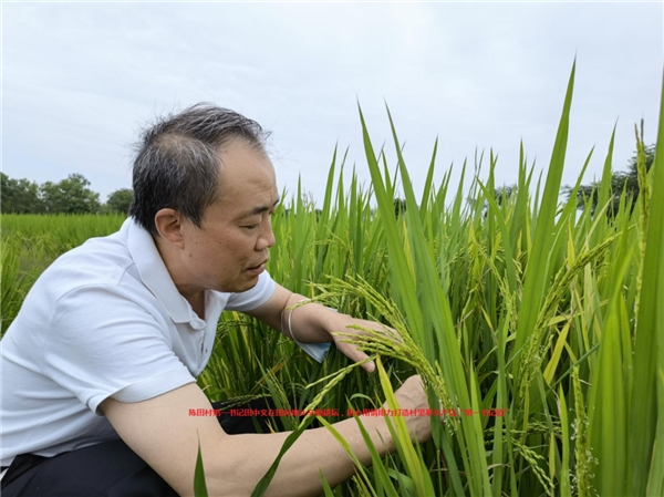 巧打组合拳 陈田变福田