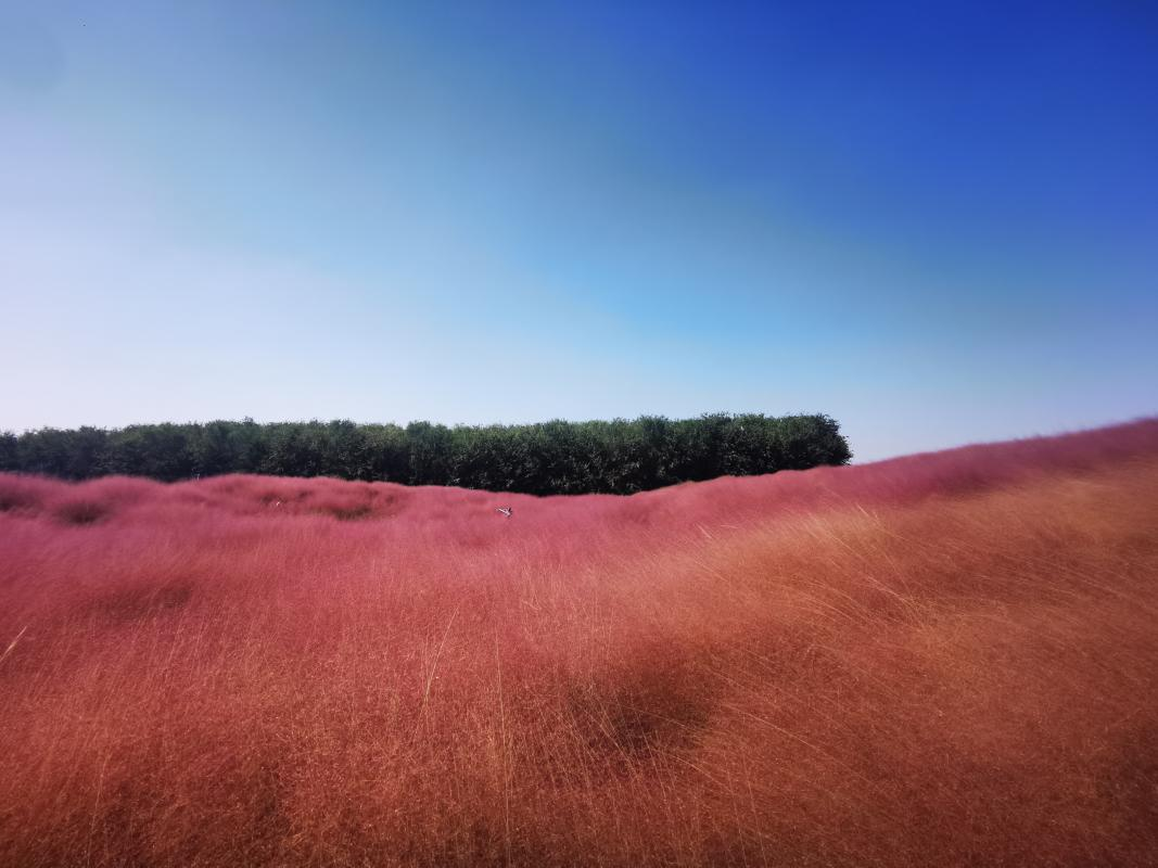 金秋健康游 畅享百草园—2023华佗 百草园金秋旅游季系列活动方案