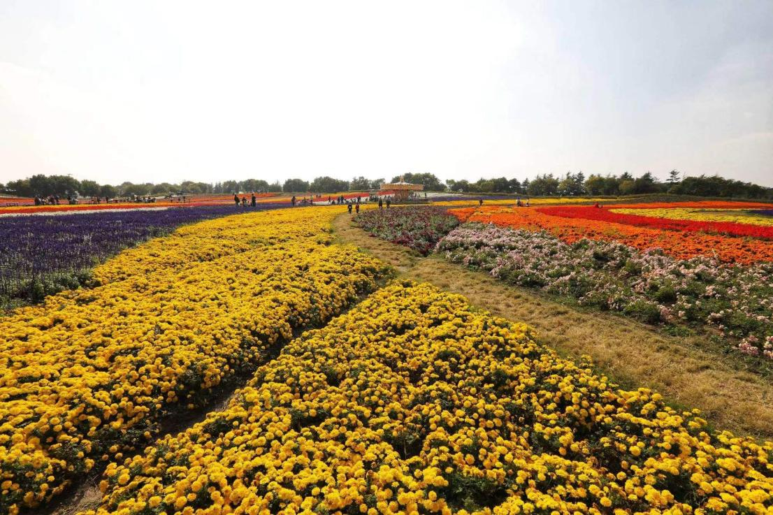 金秋健康游 畅享百草园—2023华佗 百草园金秋旅游季系列活动方案