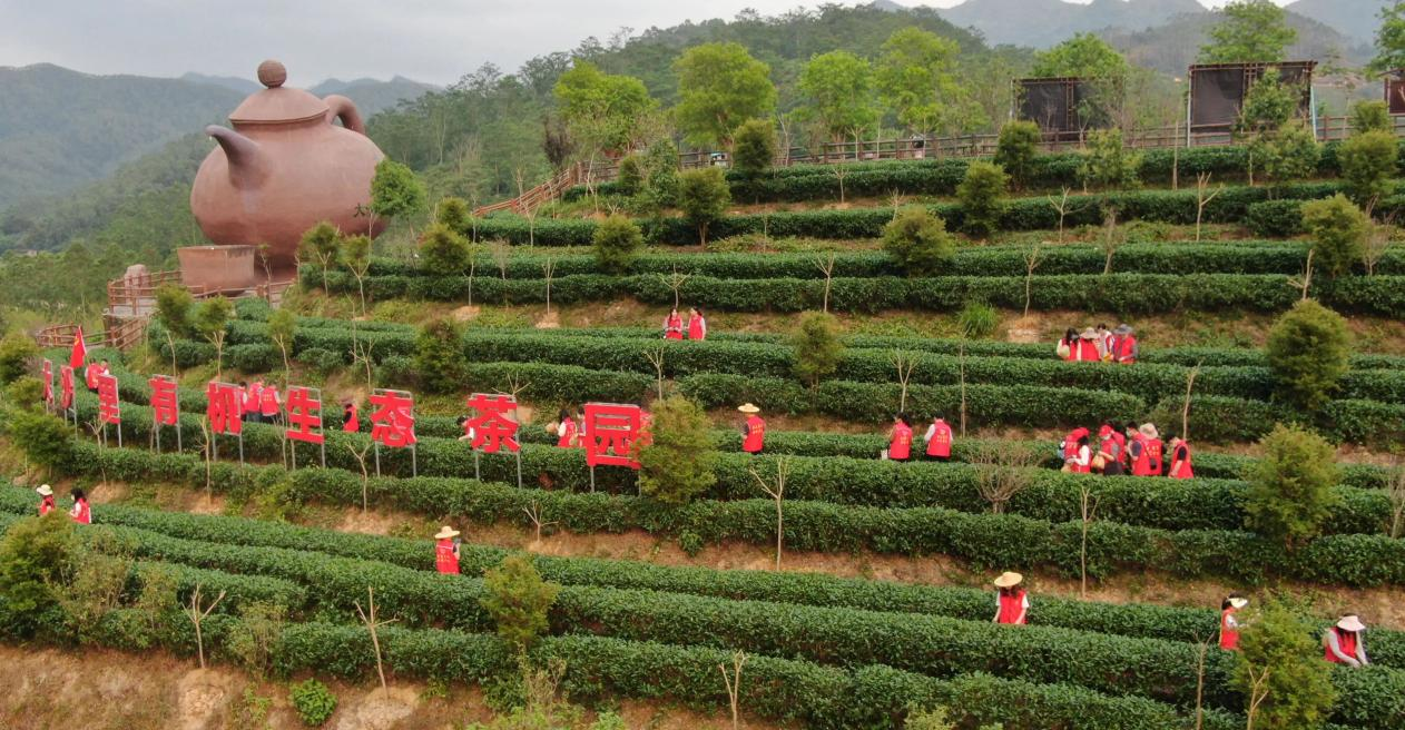 江门开平:“党建红”引领“生态绿”,打造人与自然和谐共生的绿美侨乡