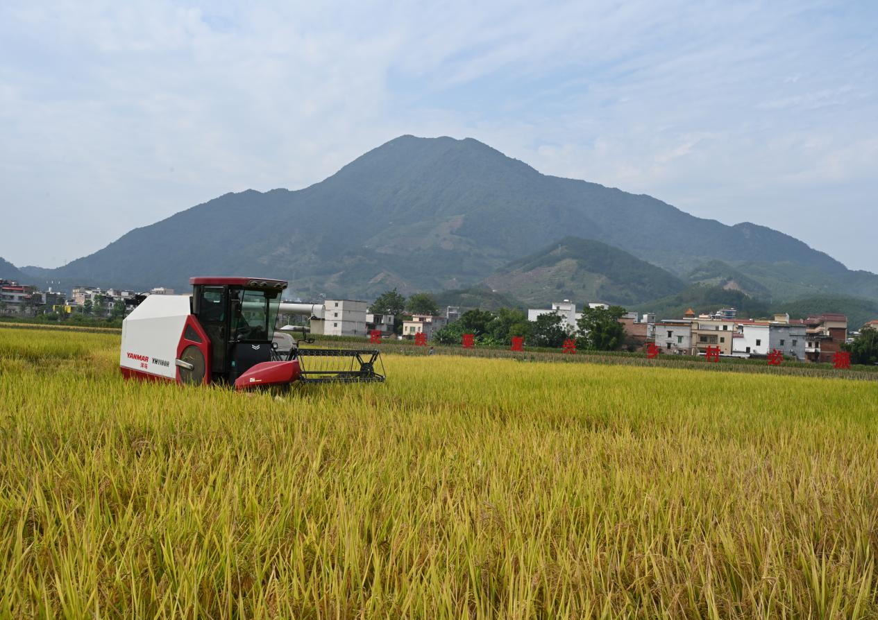 乡村振兴,佛肇同行!龙头企业助推晚稻喜开丰收“镰”,预产达100万斤