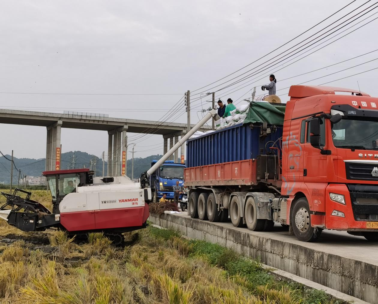 乡村振兴,佛肇同行!龙头企业助推晚稻喜开丰收“镰”,预产达100万斤