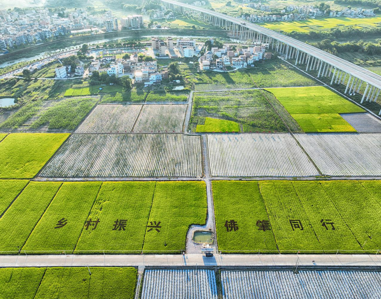 乡村振兴,佛肇同行!龙头企业助推晚稻喜开丰收“镰”,预产达100万斤
