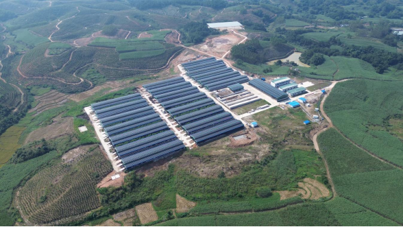 【新会宁明 粤桂协作】宁明县粤桂协作办积极作为 推动宁明肉羊产业“四双”模式,助力乡村振兴