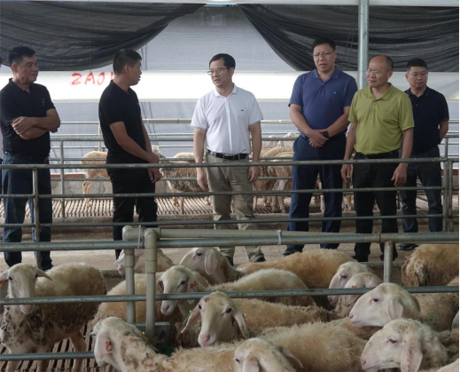 【新会宁明 粤桂协作】宁明县粤桂协作办积极作为 推动宁明肉羊产业“四双”模式,助力乡村振兴