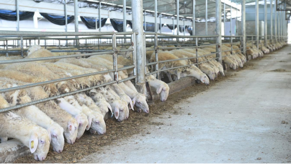 【新会宁明 粤桂协作】宁明县粤桂协作办积极作为 推动宁明肉羊产业“四双”模式,助力乡村振兴