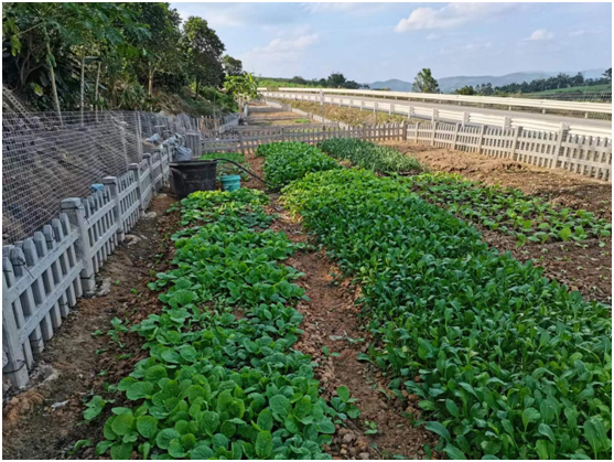 【新会宁明 粤桂协作】广西宁明县积极开展“我在广西有个园”活动,推广广东“四小园”经验做法