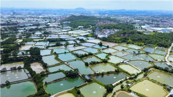 桑园围900年 开启海上丝绸之路新起点