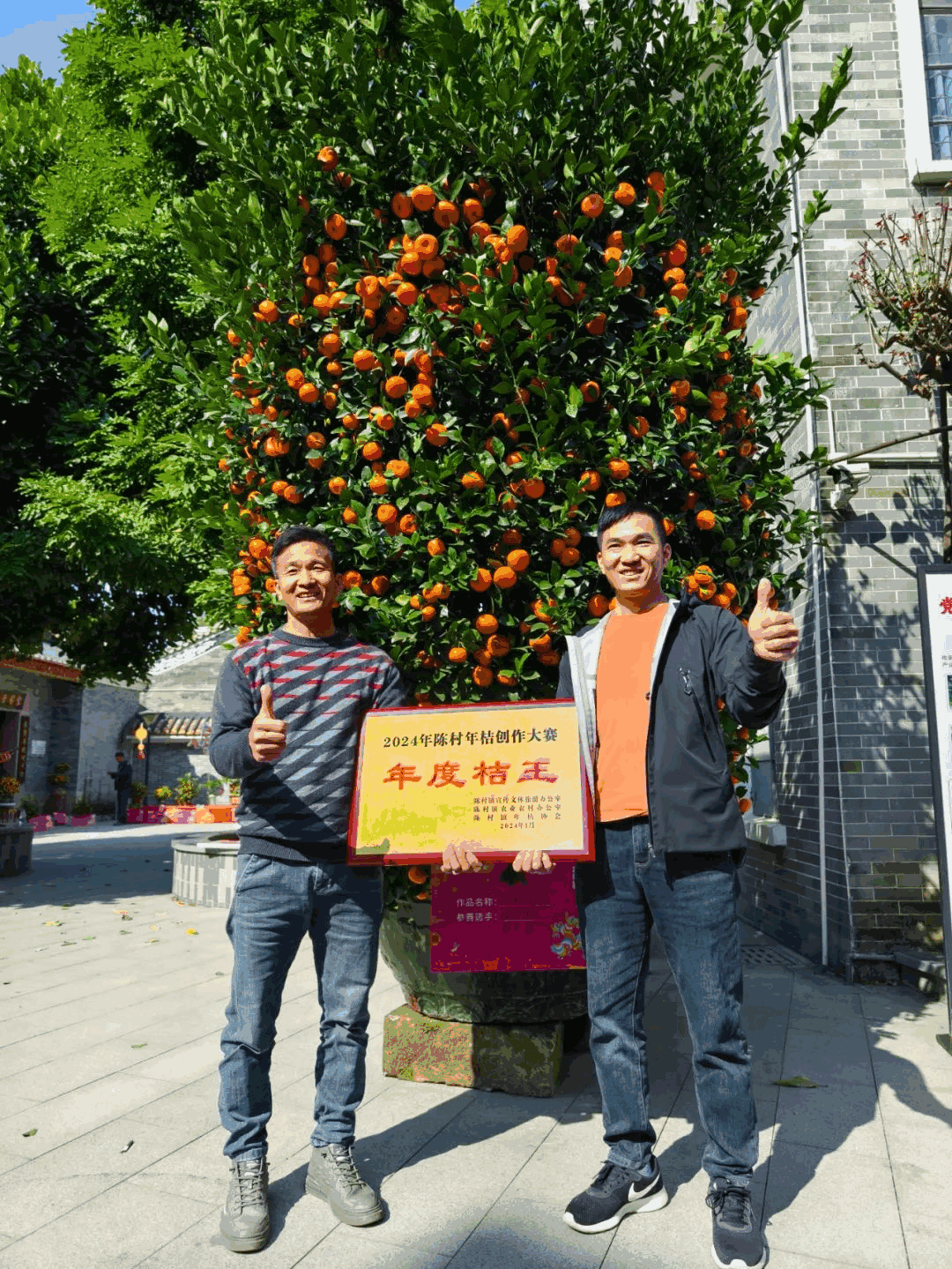 2024年陈村“桔王”新鲜出炉，展示新年吉祥如意