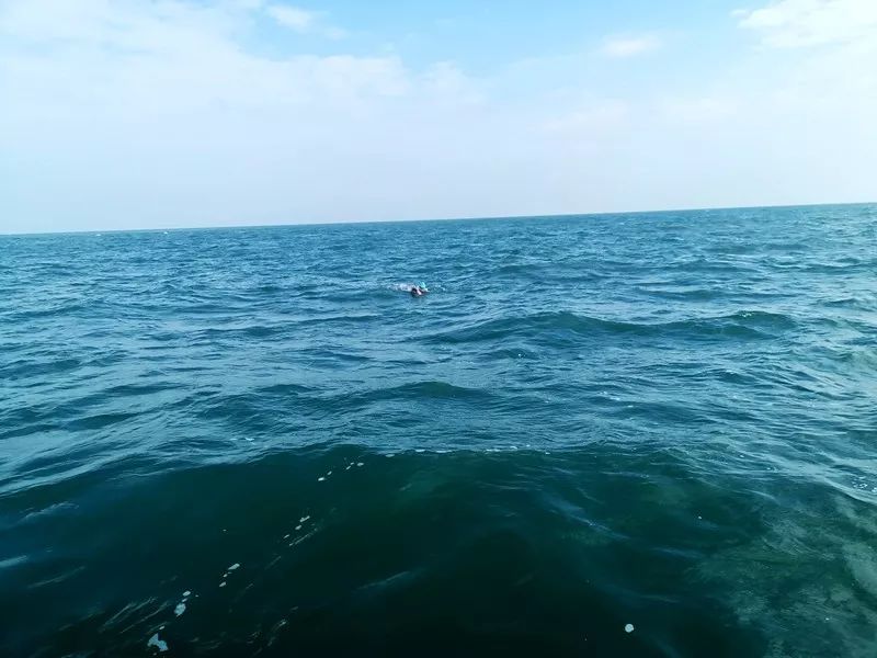 2024 东方鲲鹏泳渡大亚湾正在报名