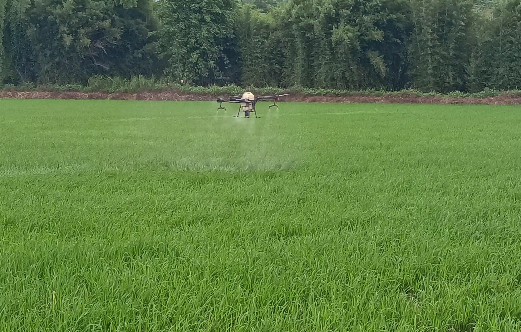 封开守好“责任田”增粮富农