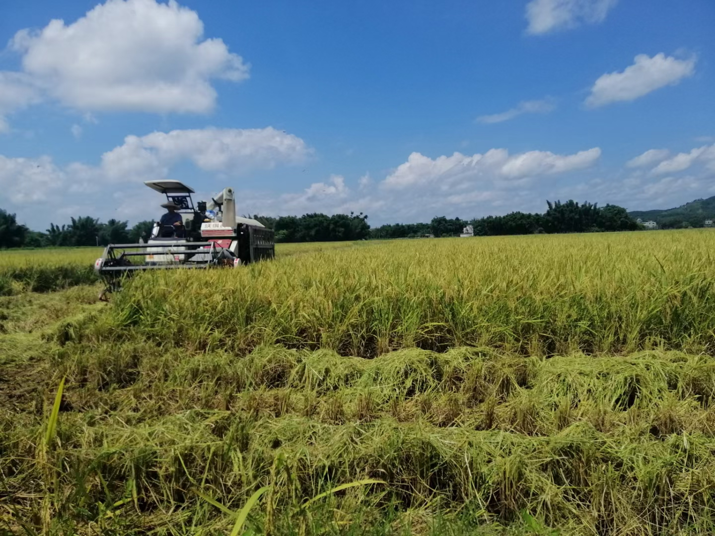 封开守好“责任田”增粮富农