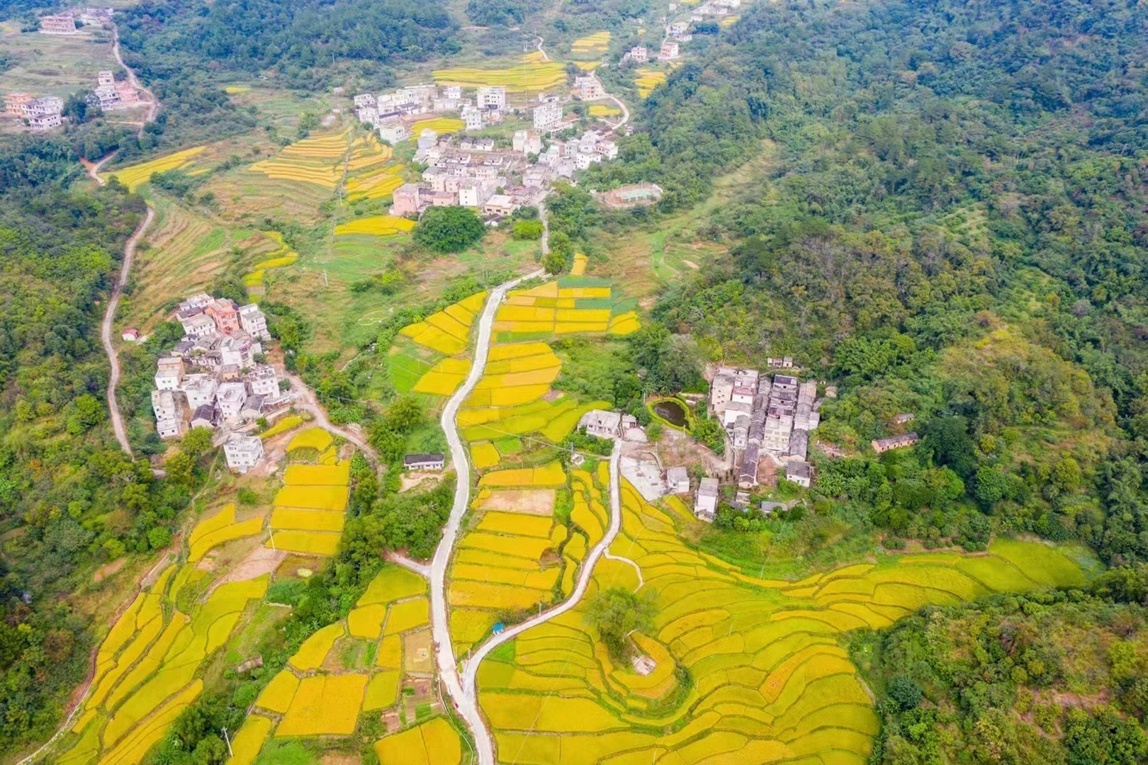 封开守好“责任田”增粮富农