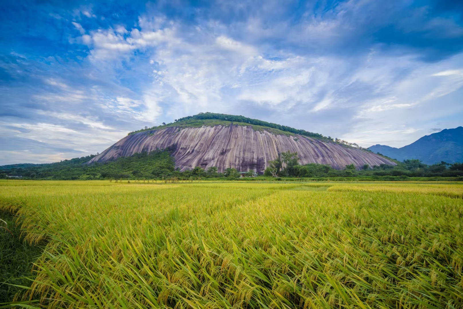 封开守好“责任田”增粮富农