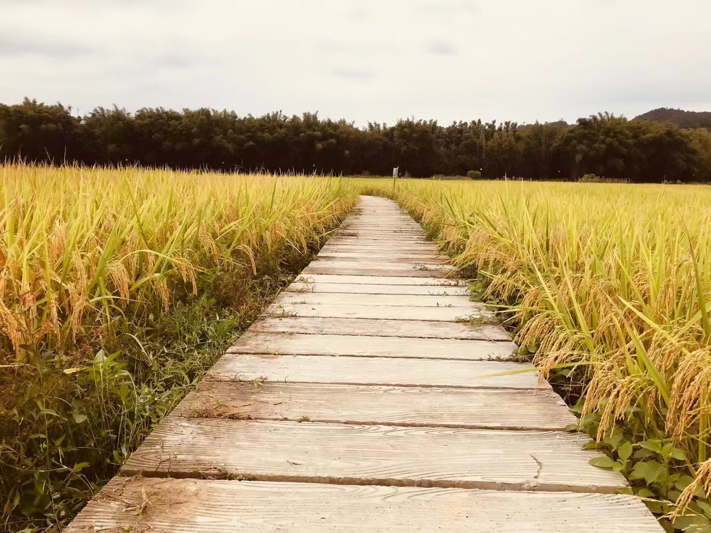 封开守好“责任田”增粮富农