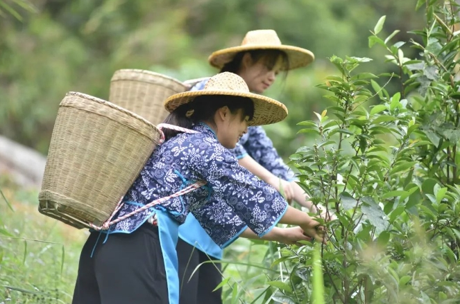 封开都平别样寻找村宝激发乡土文化活力