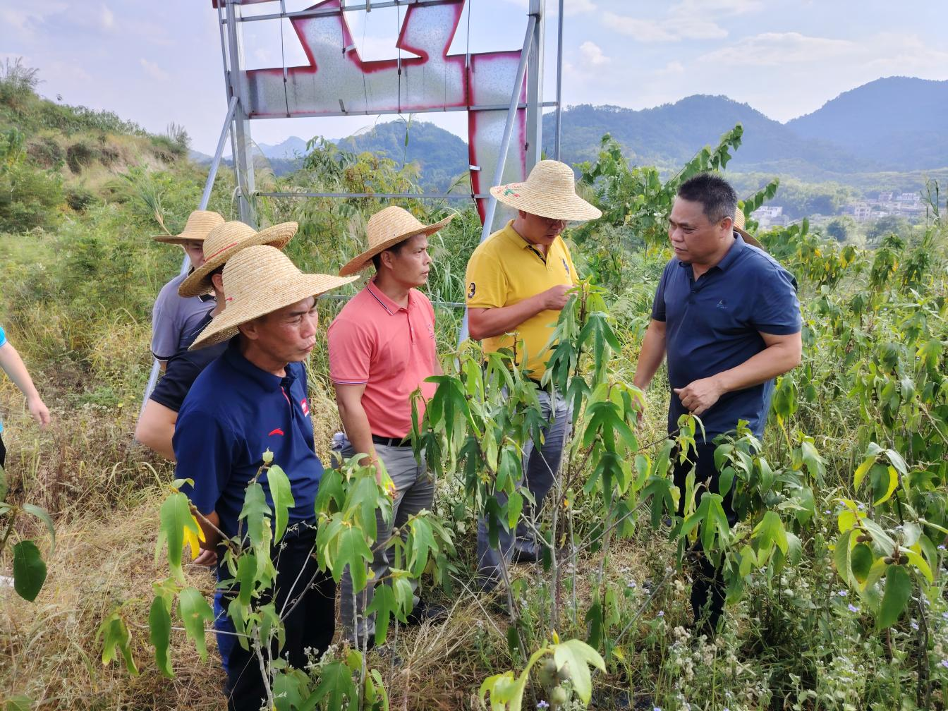 市农林科学院南药研究所到罗董开展南药种植调研活动