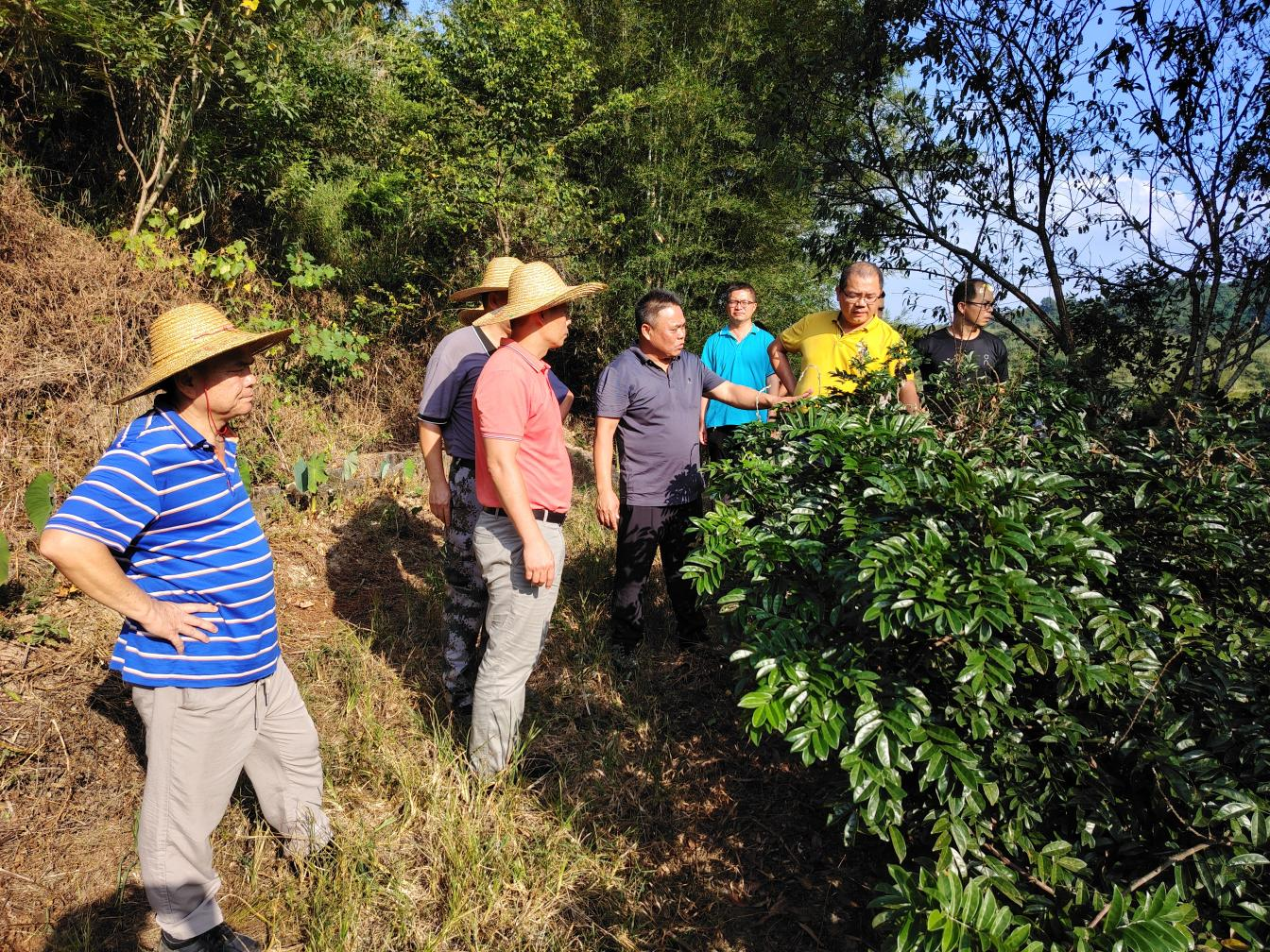 市农林科学院南药研究所到罗董开展南药种植调研活动