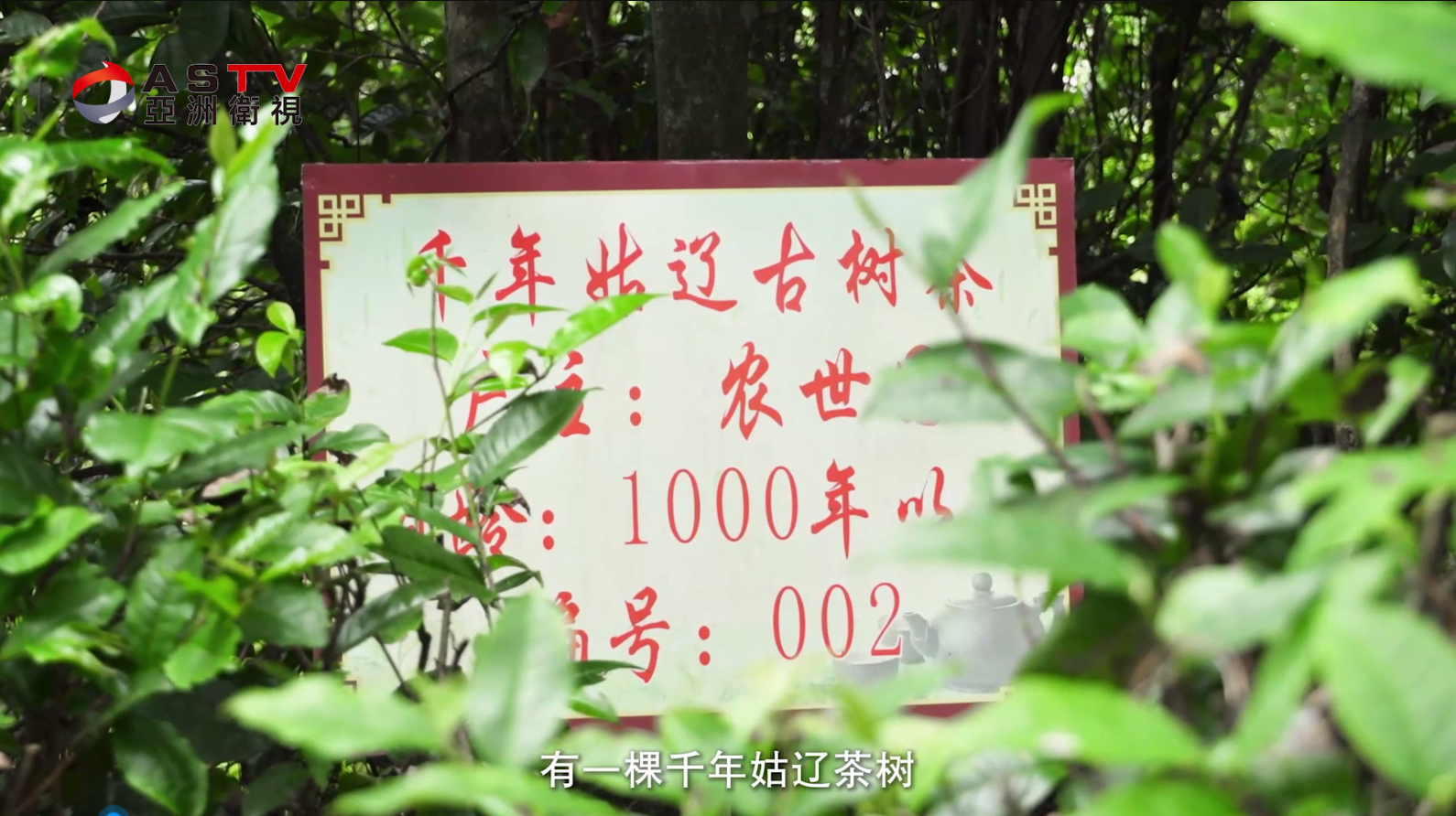 品味千年茶香，解锁长寿之谜 —— 大型专题纪录片《长寿之乡康养之旅》精彩预告(四）