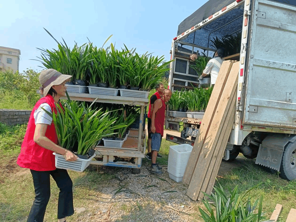 封开长安万岗村代销模式,绘写乡村振兴新画卷