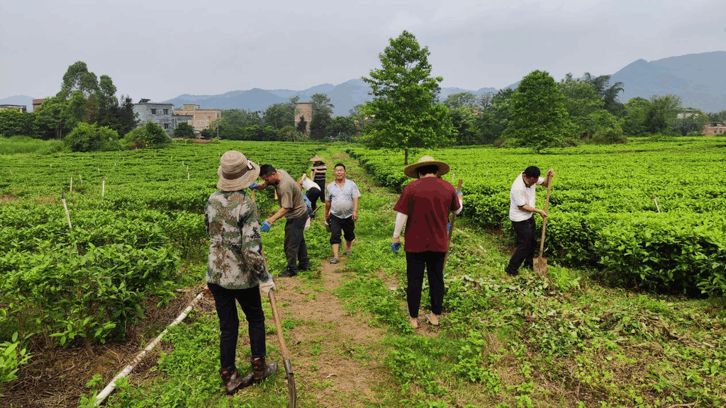 封开长安万岗村代销模式,绘写乡村振兴新画卷