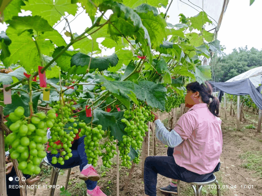 封开长安万岗村代销模式,绘写乡村振兴新画卷