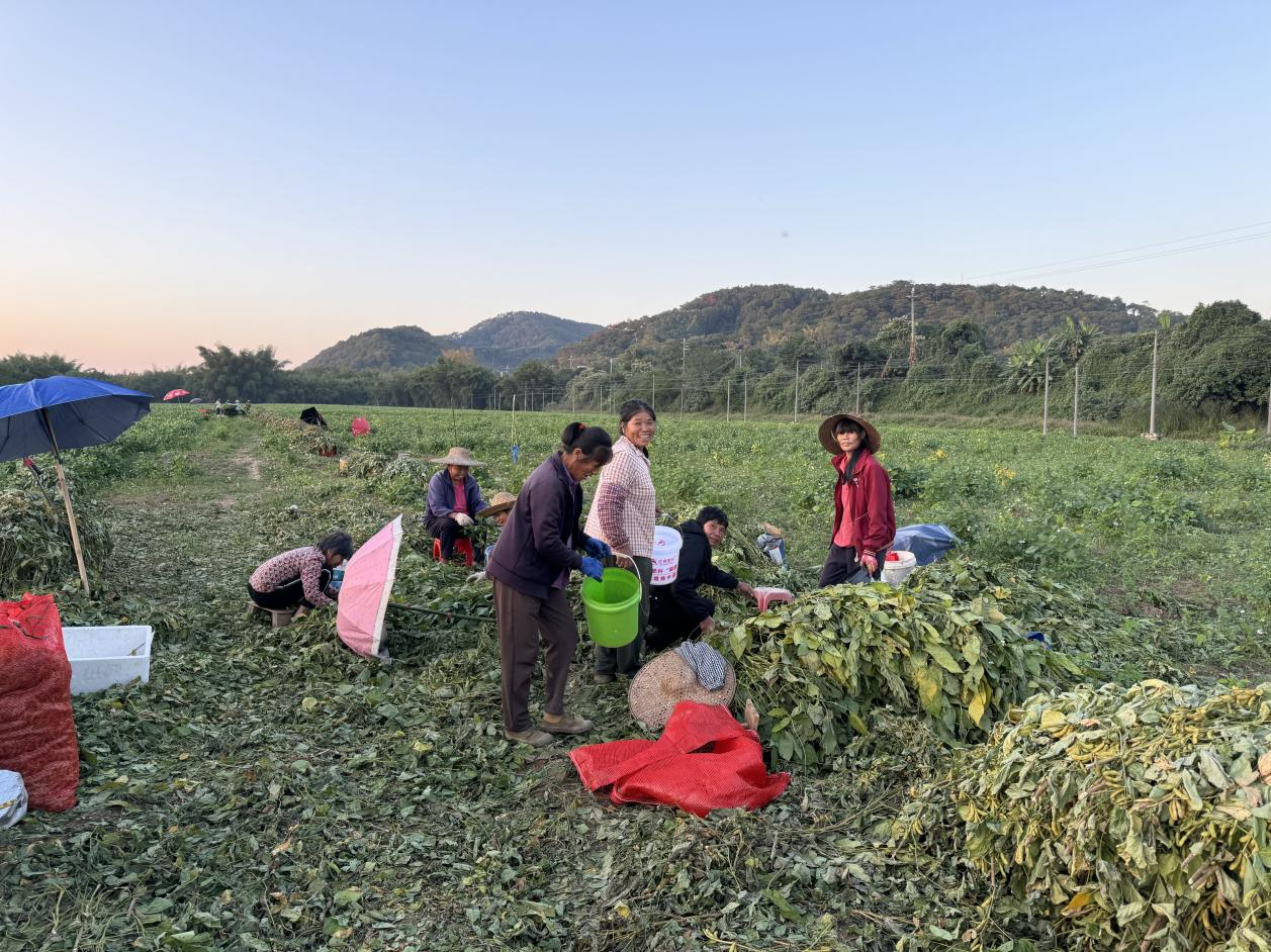 长岗光升村聚焦“百千万工程”,农企、村集体、村民三方共赢