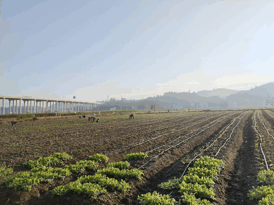 封开渔涝前进村让昔日广东“名村”换新颜