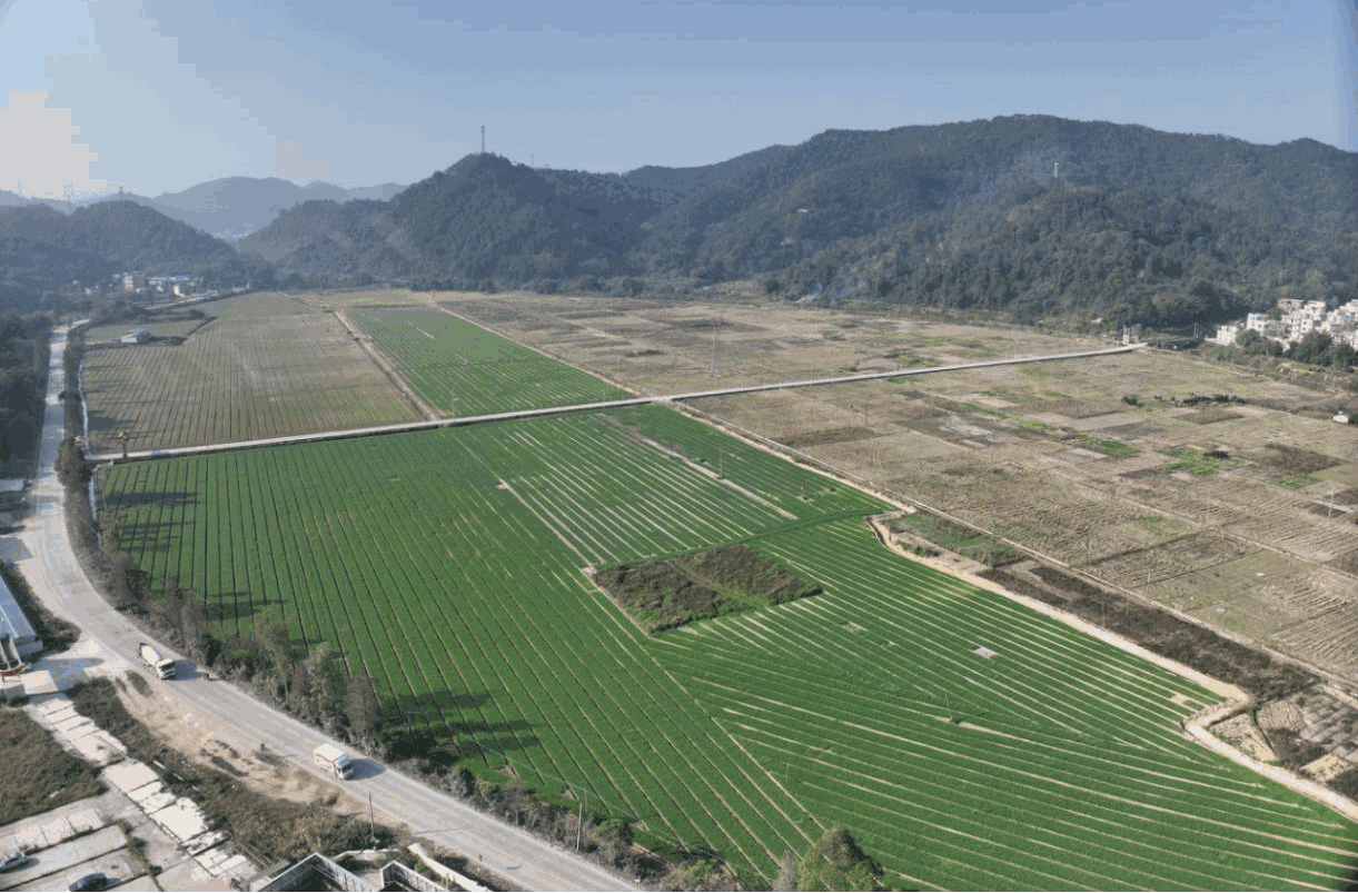 罗董“玉米-油菜”轮作种植实现“一地三收”