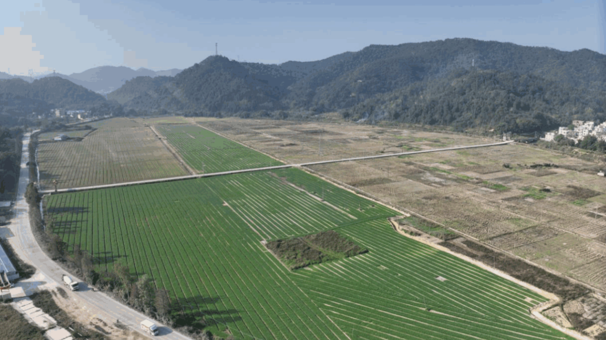 罗董“玉米-油菜”轮作种植实现“一地三收”