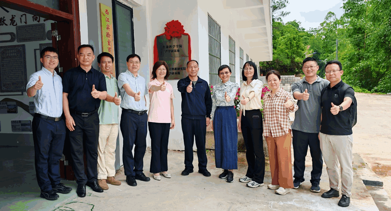 封开大玉口多方联动深化产学研合作推动传统腐竹产业向标准化、品牌化转型