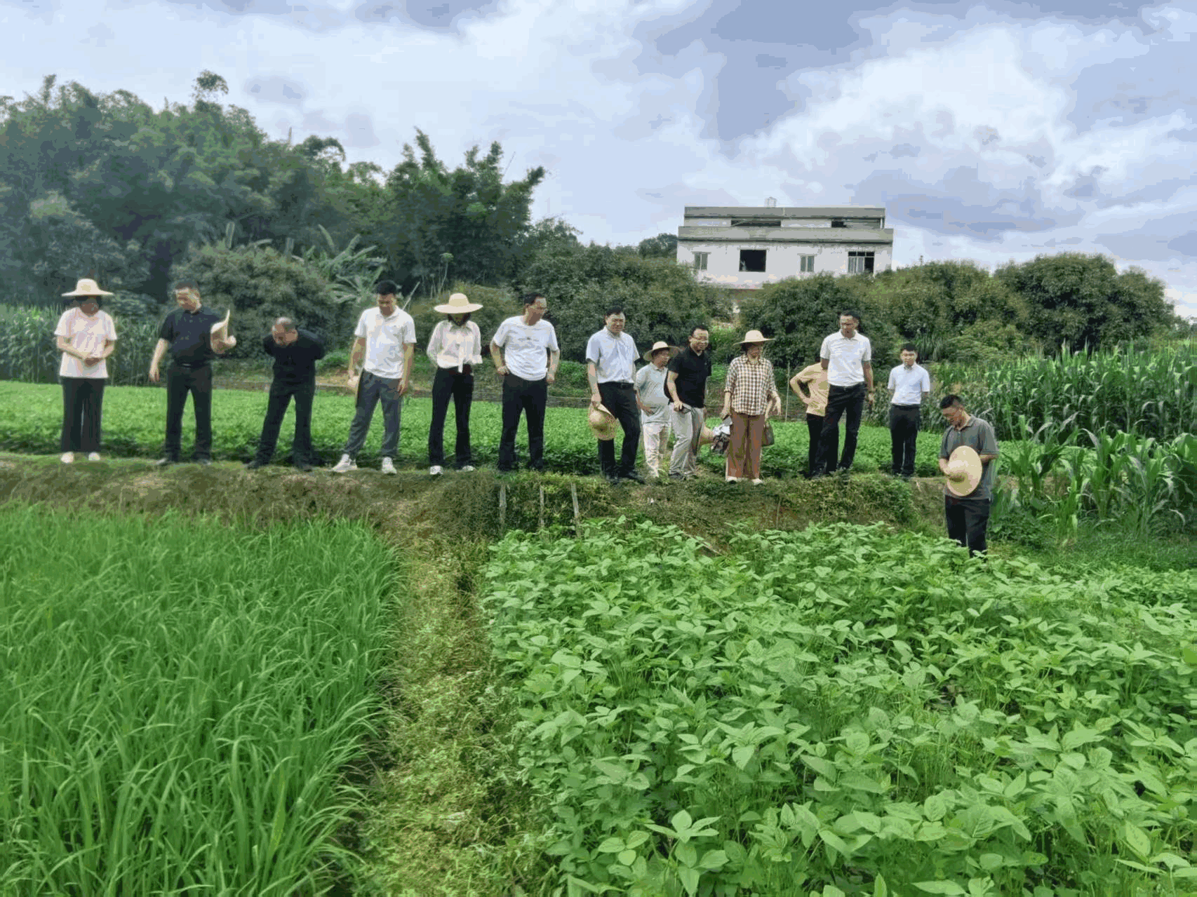 封开大玉口多方联动深化产学研合作推动传统腐竹产业向标准化、品牌化转型