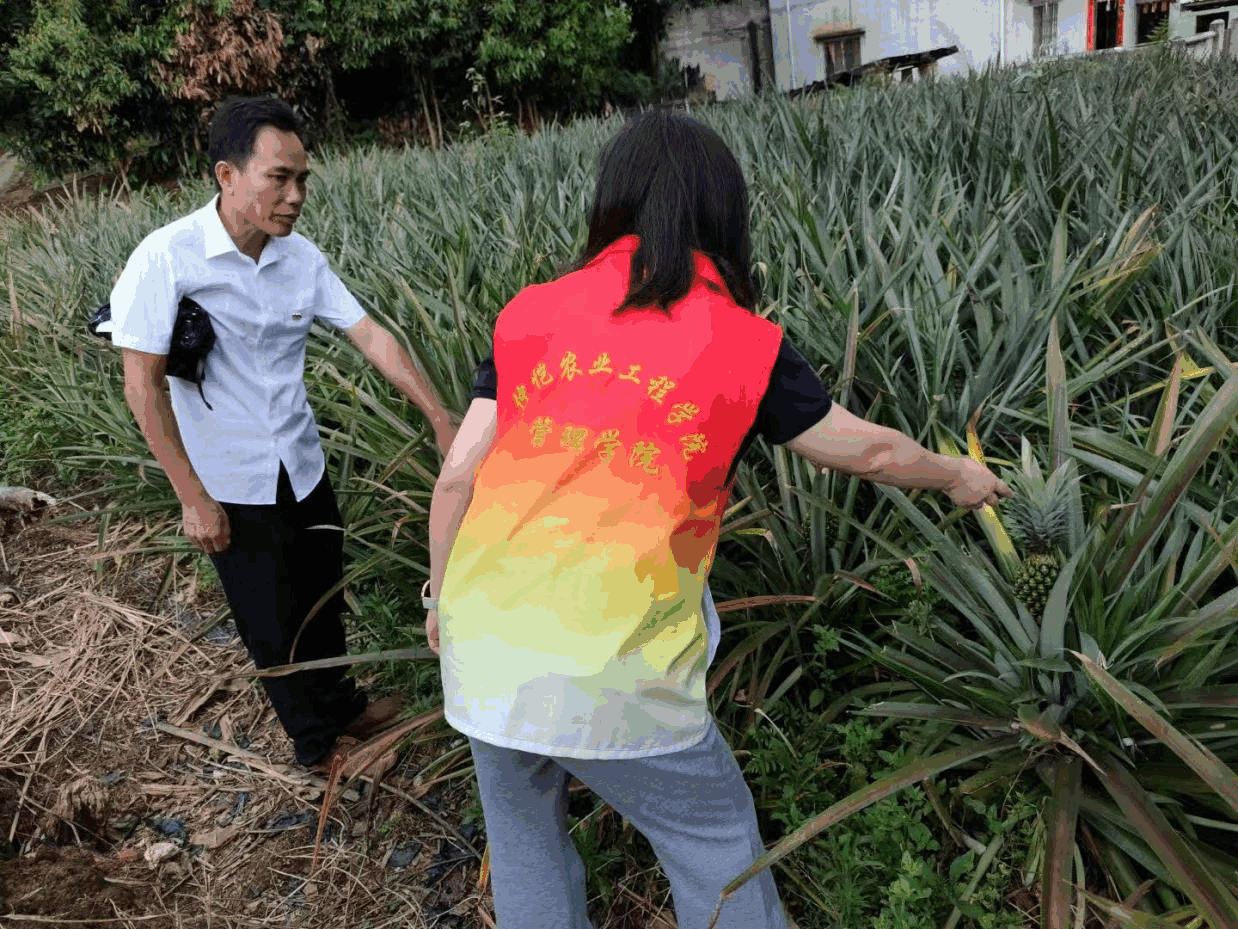 “菠萝兴农，甜享未来”青年突击队共绘“绿美江川”农文旅融合崭新蓝图