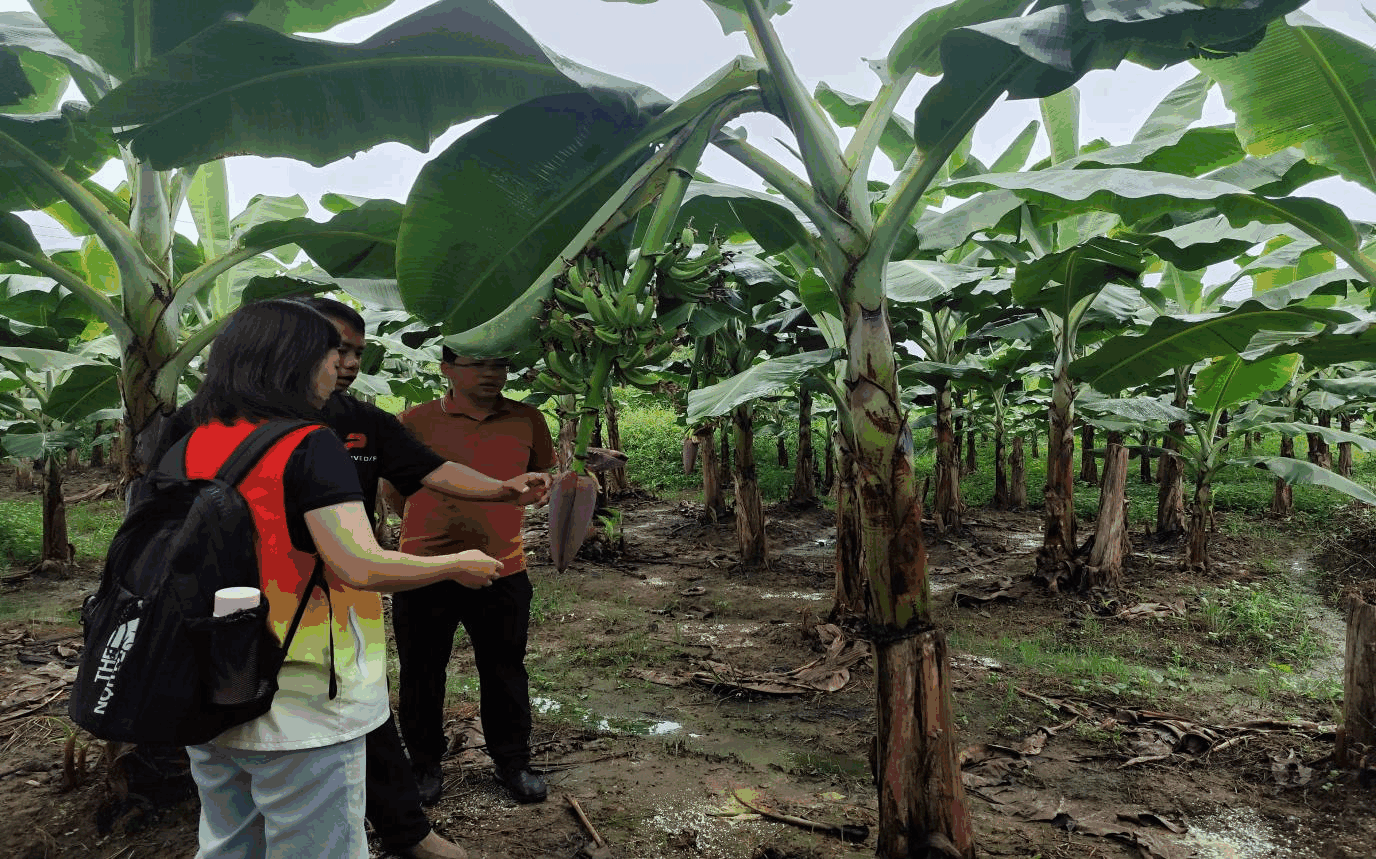 “菠萝兴农，甜享未来”青年突击队共绘“绿美江川”农文旅融合崭新蓝图