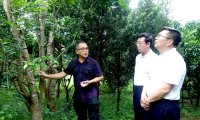 金秋九月管家香山奇楠沉香园迎新贵