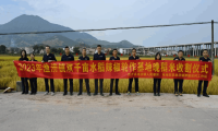 乡村振兴,佛肇同行!龙头企业助推晚稻喜开丰收“镰”,预产达100万斤