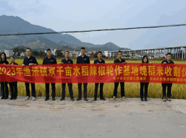 乡村振兴,佛肇同行!龙头企业助推晚稻喜开丰收“镰”,预产达100万斤
