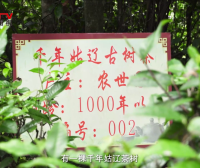 品味千年茶香,解锁长寿之谜 —— 大型专题纪录片《长寿之乡康养之旅》精彩预告(四)