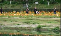 春启锦城花正好 龙舟路上觅闲香 亚视文旅蓉城三月踏春纪实
