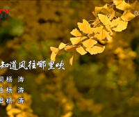金典音乐汇：《我不知道风往哪里吹》作词：杨 涛  作曲：杨 涛  演唱：杨 涛