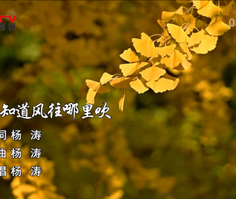 金典音乐汇：《我不知道风往哪里吹》作词：杨 涛  作曲：杨 涛  演唱：杨 涛